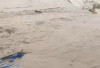 139 Hektare Tanaman Padi  di Suoh-BNS Gagal Panen 