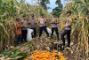 Dukung Ketahanan Pangan, Polsek Bengkunat Panen  Jagung Bersama Petani
