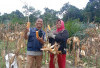 Produksi Jagung di Pesbar 12.087 Ton