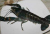 Penemuan Spesies Baru Lobster Air Tawar di Habitat Aslinya
