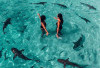 Wisata Ekstrem di Raja Ampat, Sensasi Berenang Bersama Hiu Sirip Hitam di Wayag