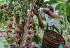 Terpuruknya Kopi Vietnam dan Brazil, Berkah Bagi Petani di Lampung Barat