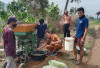 Harga Kopi Robusta Menguat   Petani Kembali Menatap Optimisme