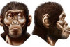 Tubuh Kecil, Peran Besar: Cerita Evolusi di Balik Dimorfisme Australopithecus