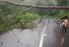 Pohon Tumbang Akibat Angin Kencang, Lalulintas di Ruas Jalan Liwa-Pantau Tersendat