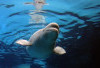 30 Paus Beluga Terancam Disuntik Mati karena Krisis Dana 