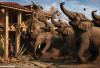 Rumah Warga Sidorejo Diseruduk Kawanan Gajah