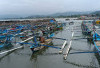 Penangkapan Lobster Harus Sesuai PermenKP No.7/2024