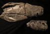Fosil Buaya Purba Pemangsa Dinosaurus Ditemukan di Patagonia