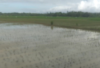 Dampak Terendam Banjir, Catat 85 Persen Tanaman Padi di Krui Selatan Rusak