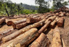 Kemenhut Tegaskan Tidak Ada Akses PHAT di Tapsel dan Soroti Aktivitas Kayu Ilegal