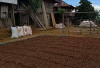 Harga Kopi Robusta Tembus Rp60 Ribu per Kg, Petani Sambut Gembira