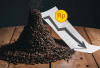 Harga Kopi di Pesbar Terus Turun