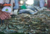 Udang Indonesia Bebas Radiasi, FDA Masih Pasang Import Alert